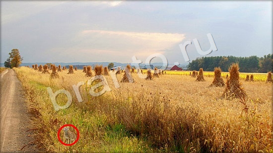 Где же кот ответы на новые задания Уровень 7273