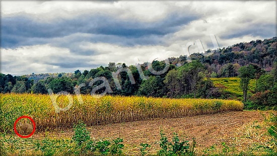 решения на игру Где же кот Уровень 7275