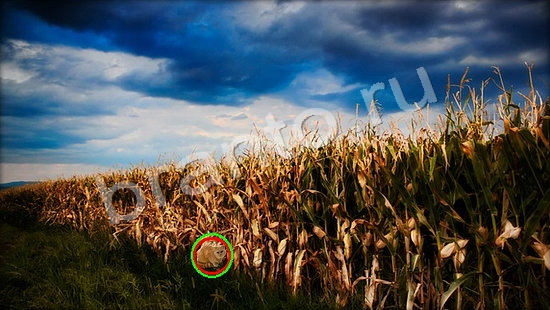 ответы на игру Где же кот Уровень 7276