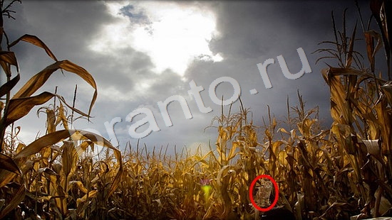 Где же кот ответы в одноклассниках Уровень 7279