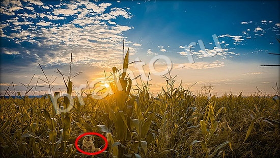 Где же кот игра ответы Уровень 7280