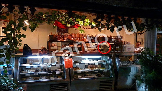 решебник на игру Где же кот Уровень 7331