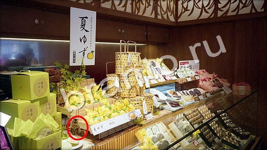 Игра Где же кот ответы Уровень 7337