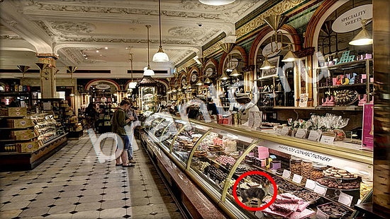 Игра Где же кот прохождение Уровень 7340