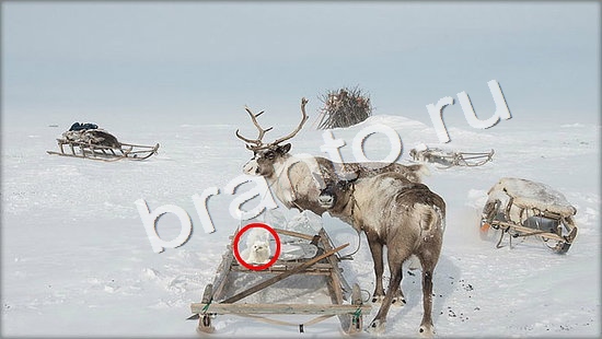 Где же кот прохождение игры Уровень 7342