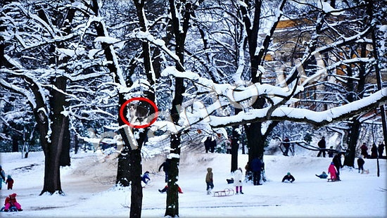 ответы для игры Где же кот Уровень 7347