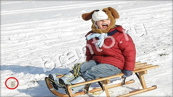 решения для игры Где же кот Уровень 7348