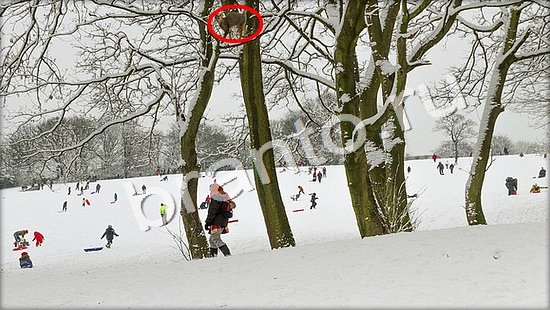 Где же кот игра ответы Уровень 7349