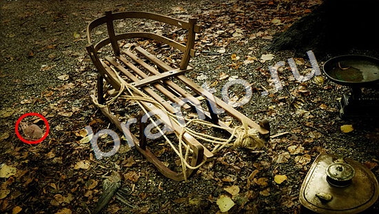 Где же кот помощь в картинках Уровень 7351