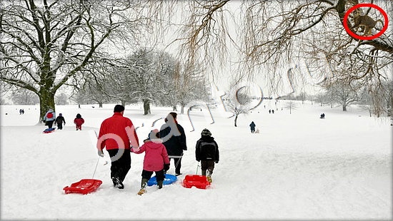 ответы на игру Где же кот в скриншотах Уровень 7352