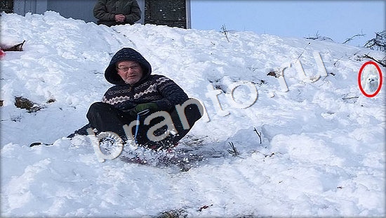 решения на игру Где же кот Уровень 7355