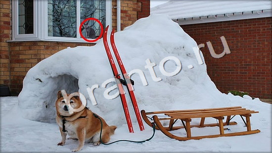 ответы в картинках на игру Где же кот Уровень 7357