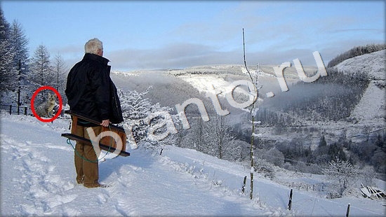Где же кот ответы в одноклассниках Уровень 7359