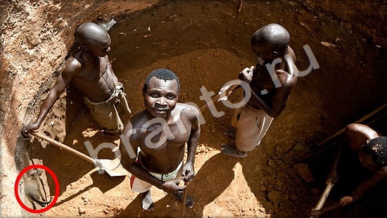 ответы на игру Где же кот Уровень 7401