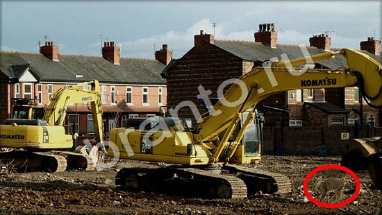 Где же кот? решения Уровень 7412