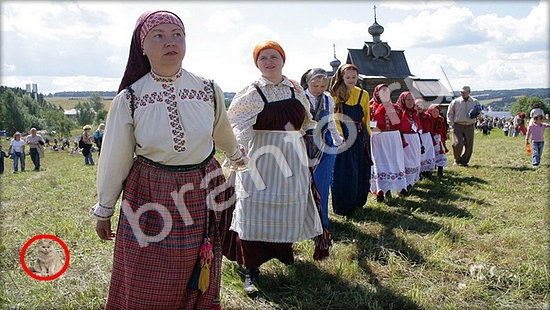 ответы на игру Где же кот Уровень 7441