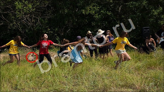 Помощь на игру Где же кот Уровень 7444