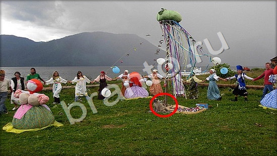 Где же кот? ответы Уровень 7448