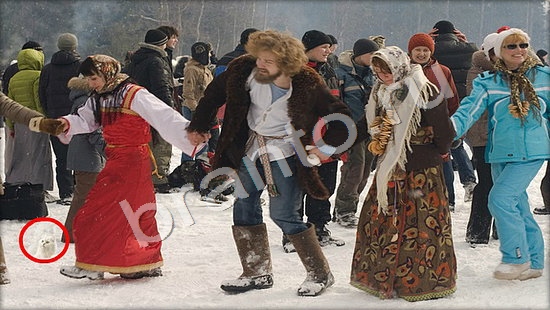 Где же кот игра ответы Уровень 7453