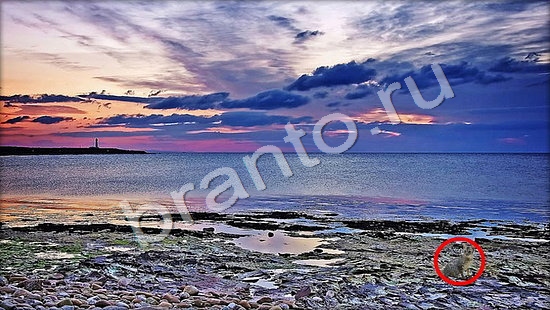 прохождение на игру Где же кот Уровень 7461