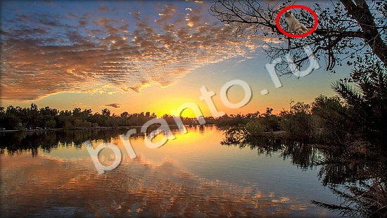 ответы Где же кот Уровень 7465