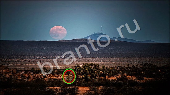 решения для игры Где же кот Уровень 7468