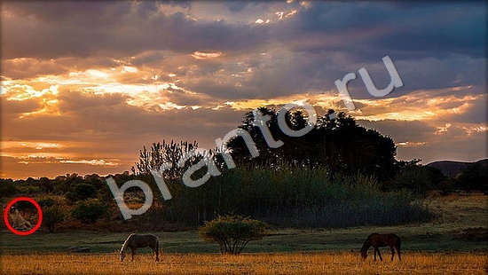 ответы на игру Где же кот в скриншотах Уровень 7472