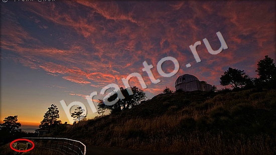 Где же кот ответы в одноклассниках Уровень 7479