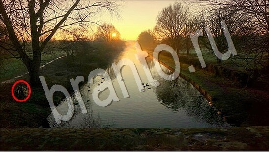 ответы на игру Где же кот Уровень 7481