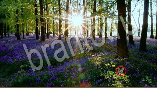 Подсказки на игру Где же кот Уровень 7482