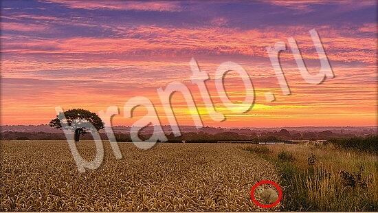 Где же кот? решения Уровень 7492