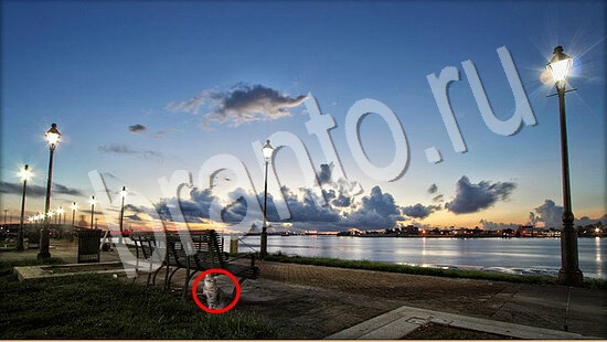 Где же кот ответы в картинках Уровень 7496