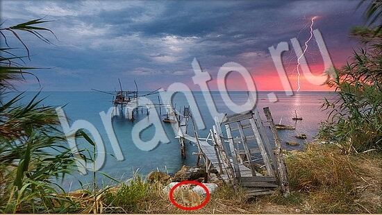 Игра Где же кот ответы Уровень 7497