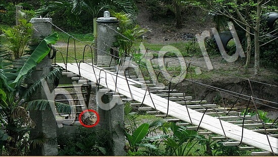 решения на игру Где же кот Уровень 7515