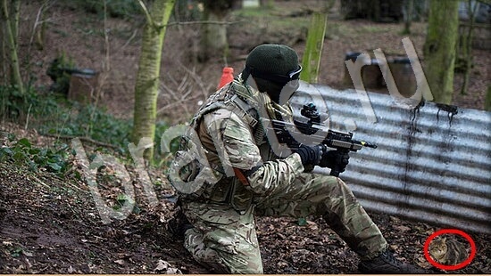 Где же кот игра ответы Уровень 7533