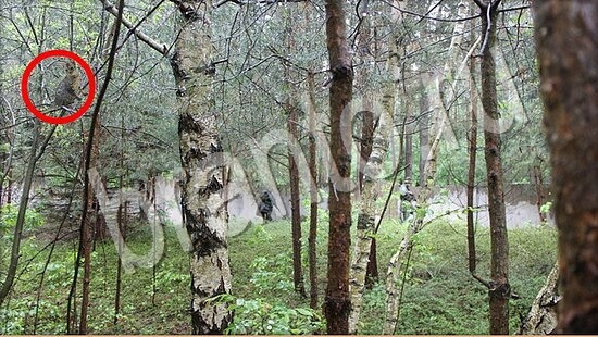 игра Где же кот помощь Уровень 7539