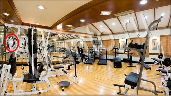 игра в одноклассниках Где же кот ответы Уровень 7550