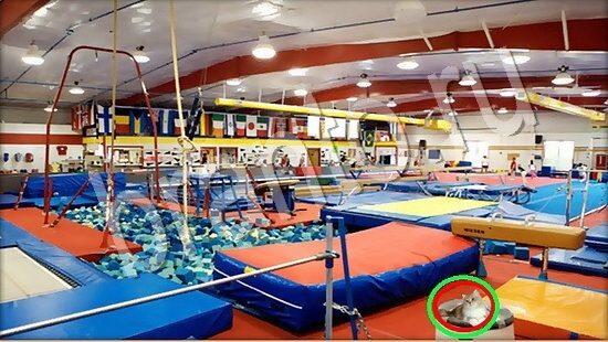 ответы на игру Где же кот Уровень 7554