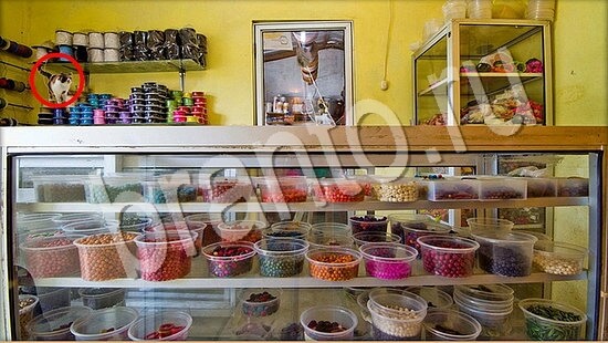 Где же кот ответы в картинках Уровень 7576