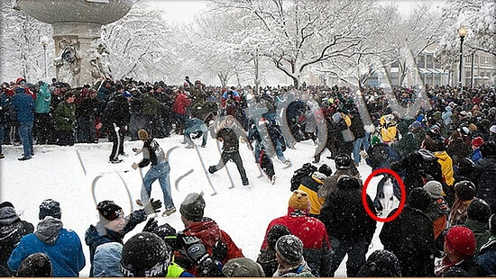 Решения на игру Где же кот Уровень 7603