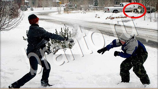 Игра Где же кот подсказки Уровень 7618