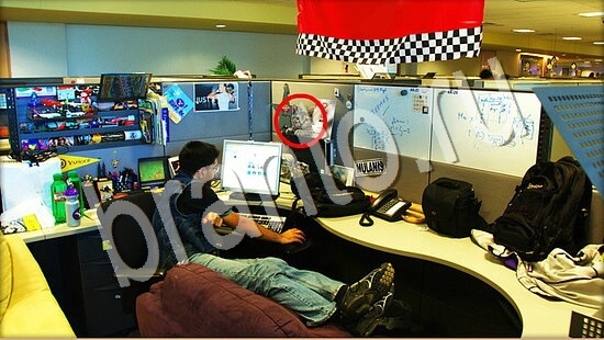 ответы на игру Где же кот Уровень 7636