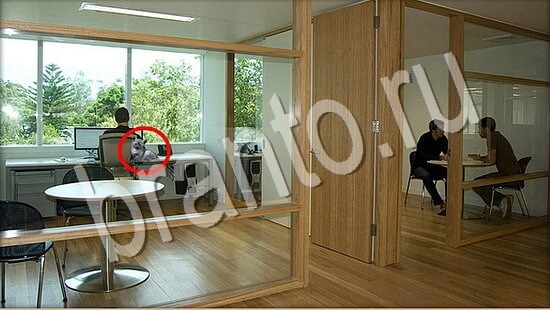 Где же кот ответы в одноклассниках Уровень 7639