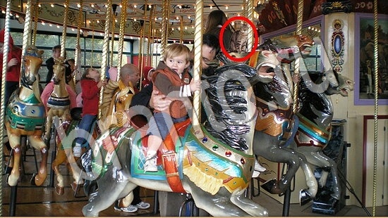 решения на игру Где же кот Уровень 7675