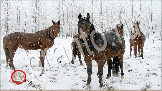 ответы на игру Где же кот Уровень 7681