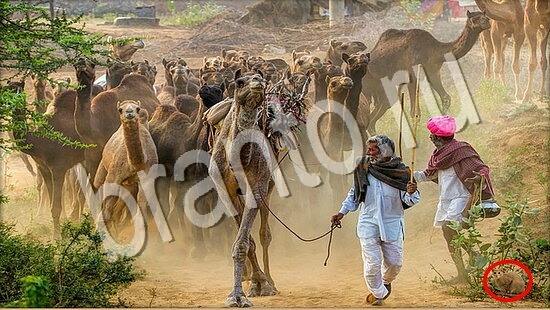 Подсказки на игру Где же кот Уровень 7682