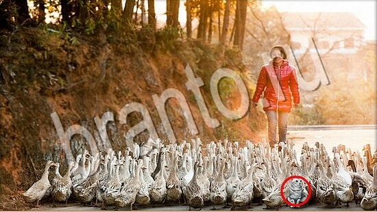 Решения на игру Где же кот Уровень 7683