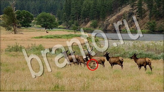 Помощь на игру Где же кот Уровень 7684