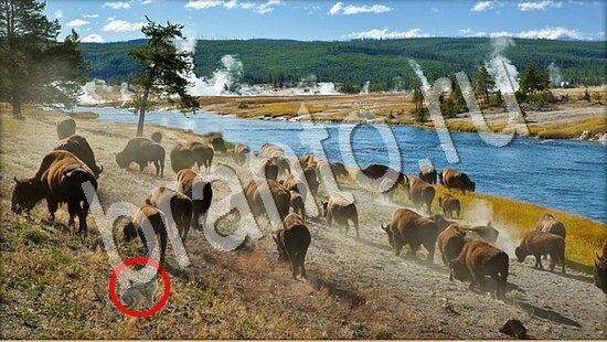 ответы к игре Где же кот Уровень 7685