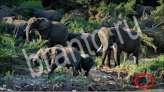 ответы на игру в одноклассниках Где же кот Уровень 7686